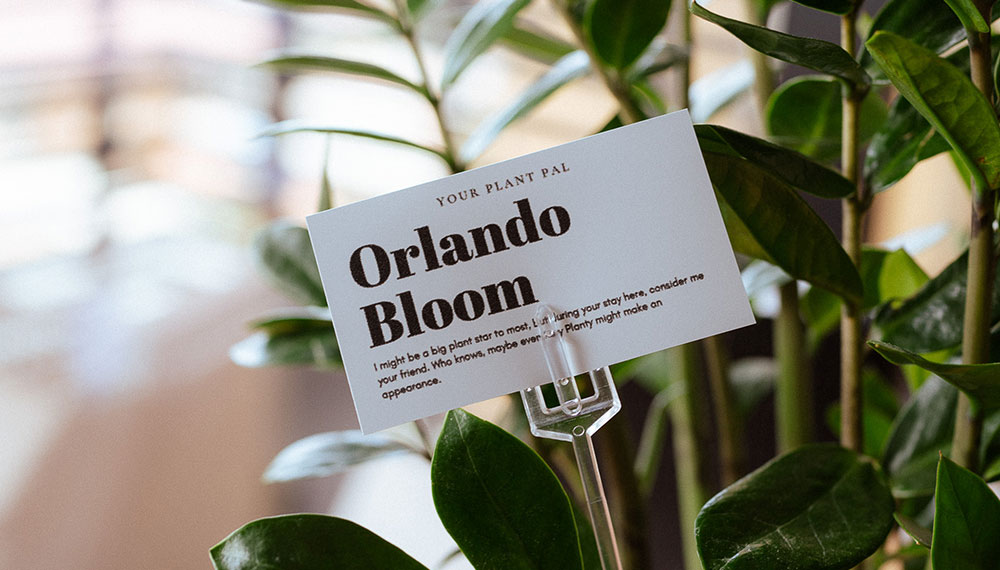 Plant with the name 'Orlando Bloom'