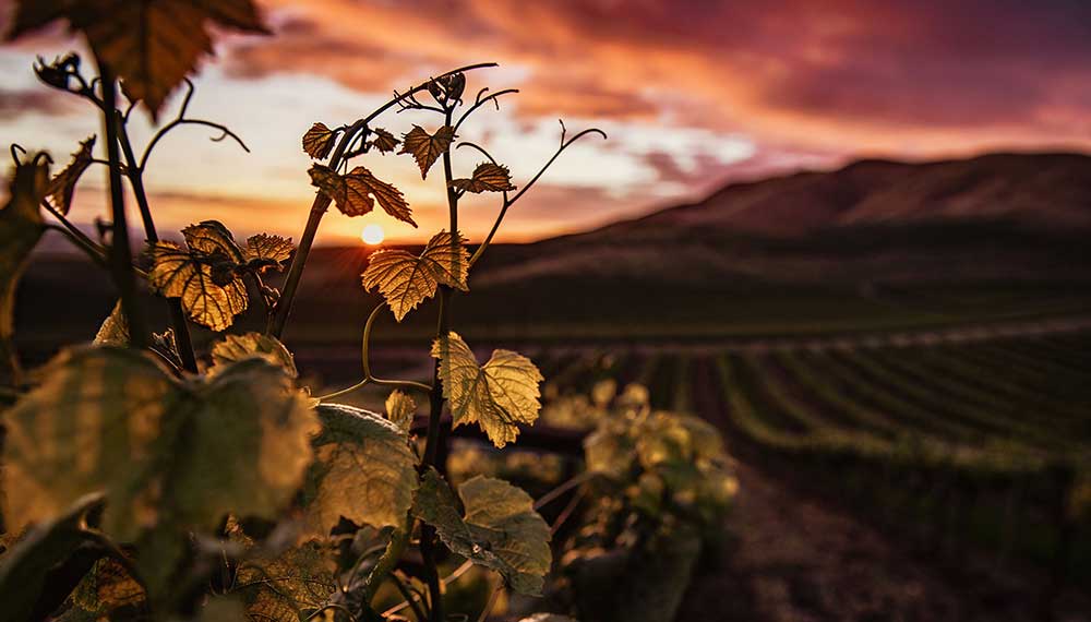 wine vine at sunset