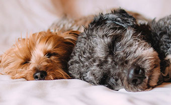 two dogs in bed
